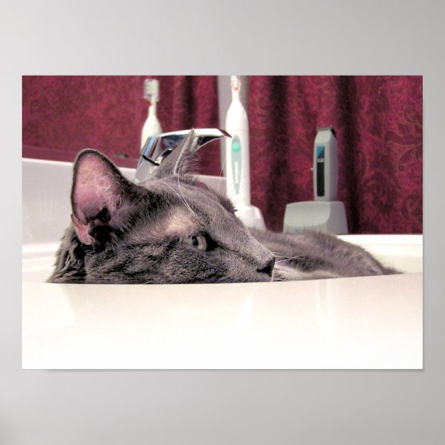 Gray Cat in Sink Poster (Front)