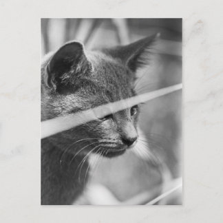 Gray Cat in the Grass Postcard