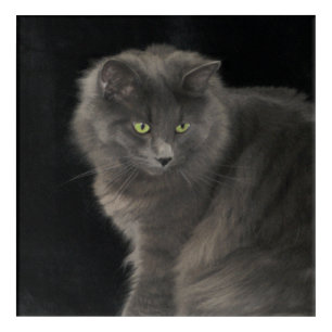 Gray Cat Long Hair Russian Blue Kitty Kitten Cute Acrylic Print