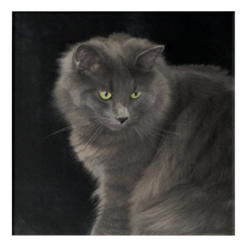 Gray Cat Long Hair Russian Blue Kitty Kitten Cute  Acrylic Print