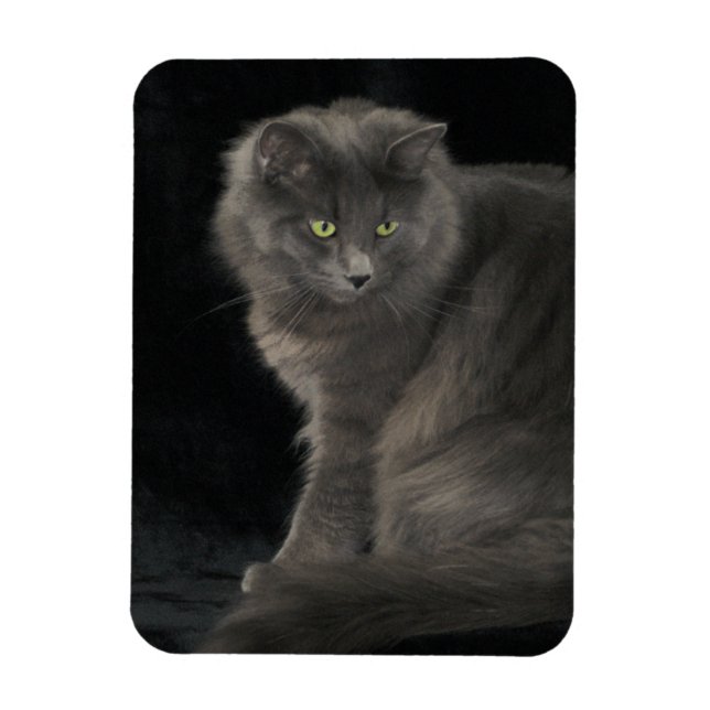 Gray Cat Long Hair Russian Blue Kitty Kitten Cute  Magnet (Vertical)
