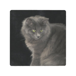 Gray Cat Long Hair Russian Blue Kitty Kitten Cute  Metal Print