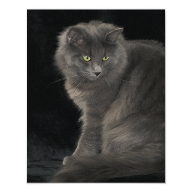 Gray Cat Long Hair Russian Blue Kitty Kitten Cute  Photo Print (Front)