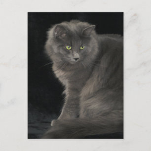 Gray Cat Long Hair Russian Blue Kitty Kitten Cute Postcard