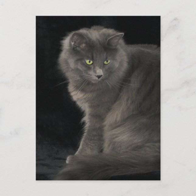 Gray Cat Long Hair Russian Blue Kitty Kitten Cute  Postcard (Front)