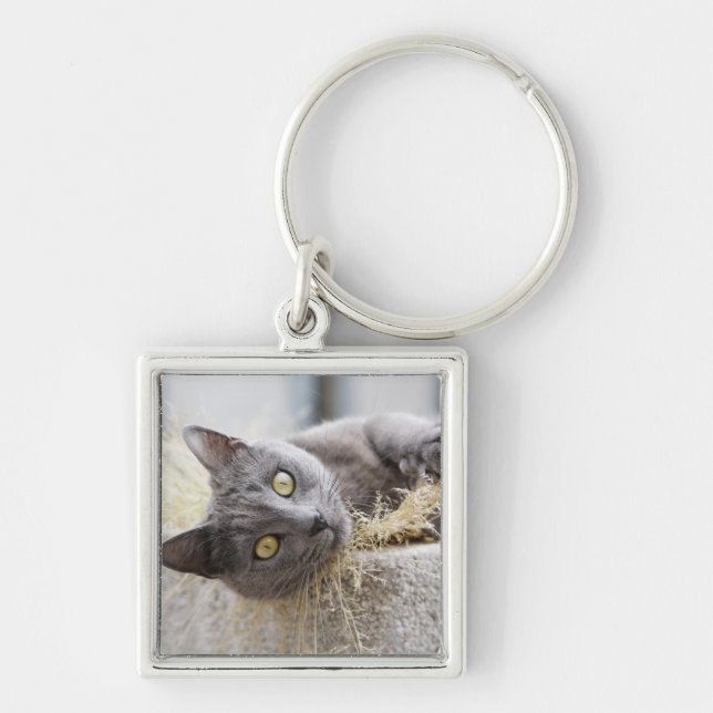 Gray Cat Lying in Pot, Olargues, Herault, France Keychain (Front)