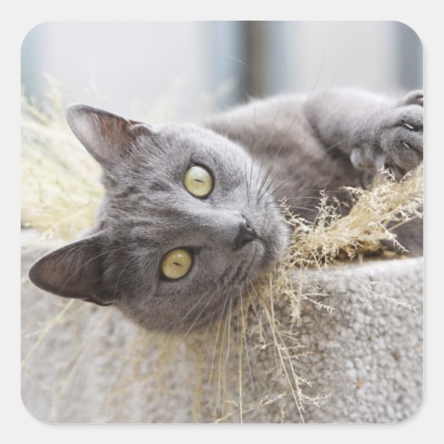 Gray Cat Lying in Pot, Olargues, Herault, France Square Sticker (Front)