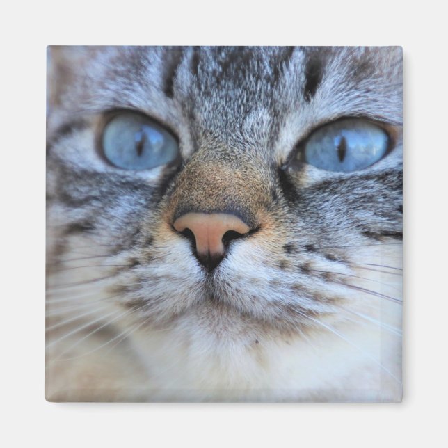 Gray Cat Magnet (Front)