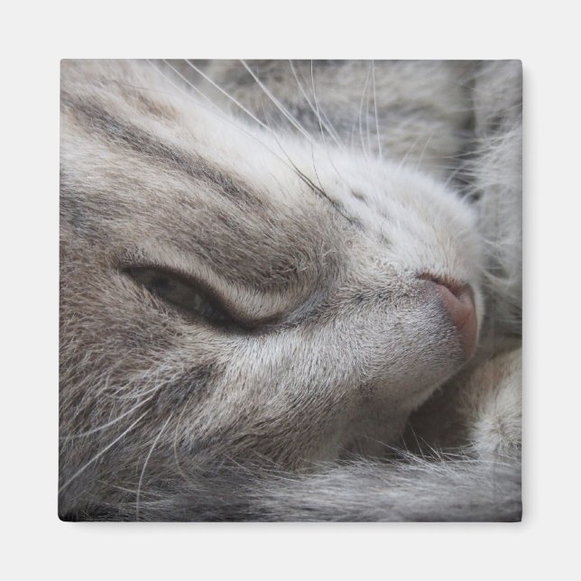 Gray Cat Magnet (Front)