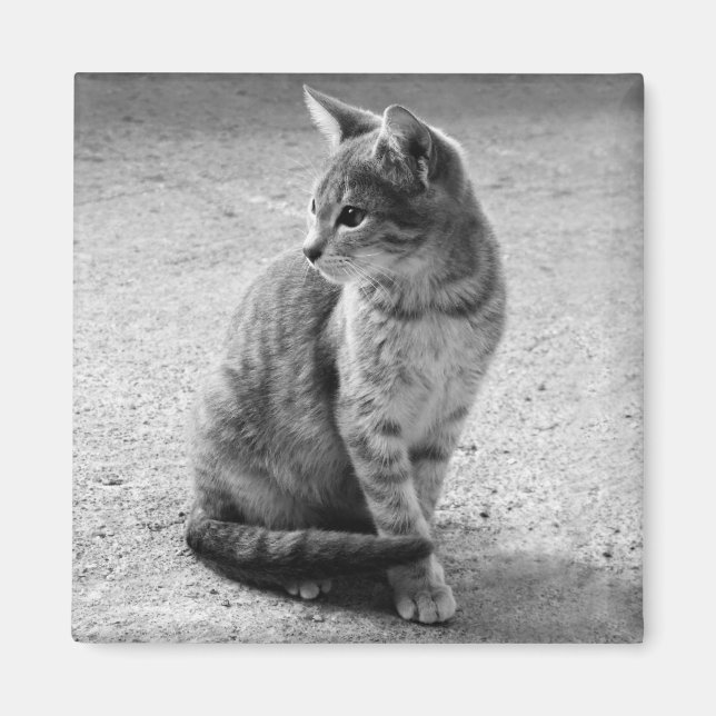 Gray Cat Magnet (Front)