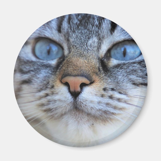 Gray Cat Magnet (Front)