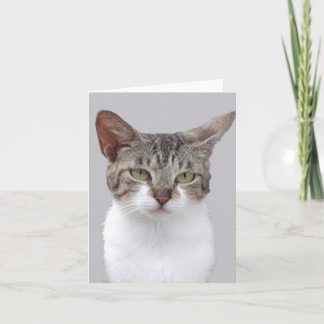 Gray Cat Photo Folded Note Card (Front)