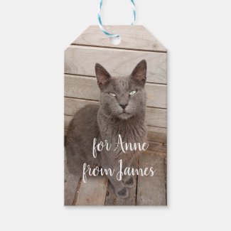 Gray cat photo