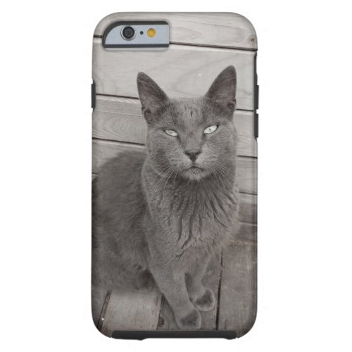 Gray  Cat Photo  iPhone 66s Tough Tough iPhone 6 Case