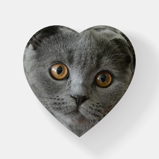 Gray Cat Photo Paperweight (Front)