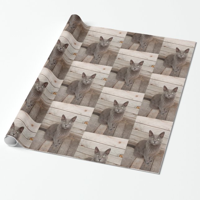 Gray cat photo wrapping paper (Unrolled)