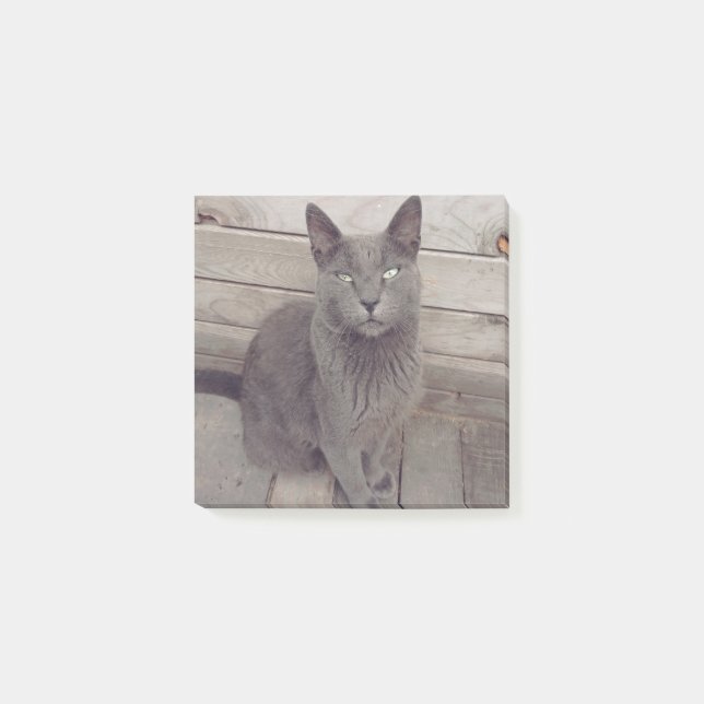 Gray Cat Post-it Notes (Front)