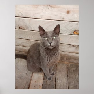 Gray Cat