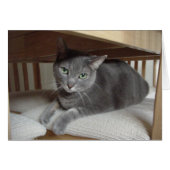 Gray Cat/Russian Blue (Front Horizontal)