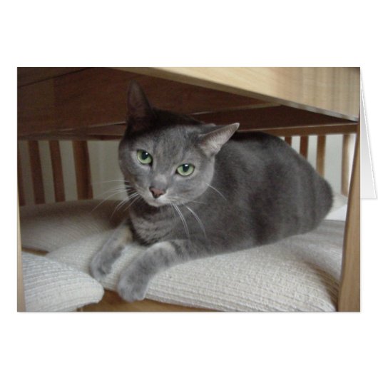Gray Cat/Russian Blue Cards (Front Horizontal)