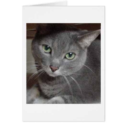Gray Cat Russian Blue Cards (Front)