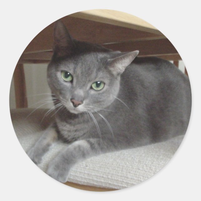 Gray Cat/Russian Blue Classic Round Sticker (Front)