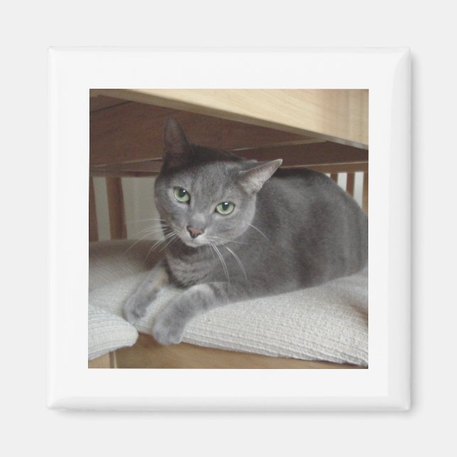 Gray Cat Russian Blue Magnet (Front)