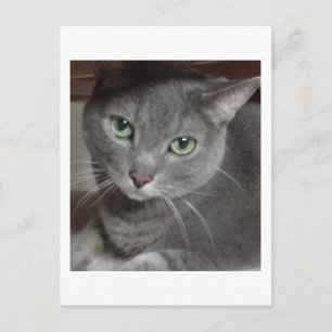Gray Cat Russian Blue Postcard