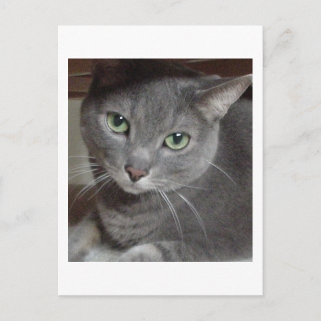 Gray Cat Russian Blue Postcard (Front)