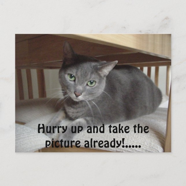 Gray Cat/Russian Blue Postcard (Front)