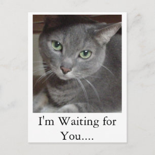 Gray Cat Russian Blue Postcard