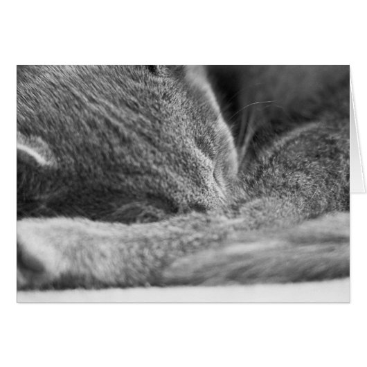 Gray Cat Sleeping Cards (Front Horizontal)