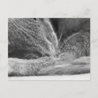 Gray Cat Sleeping Postcard