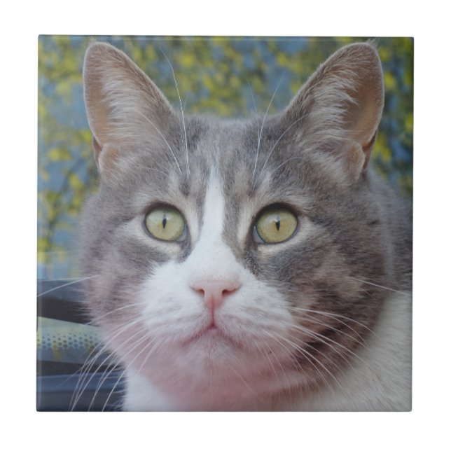 Gray Cat Small (4.25" x 4.25") Ceramic Photo Tile (Front)