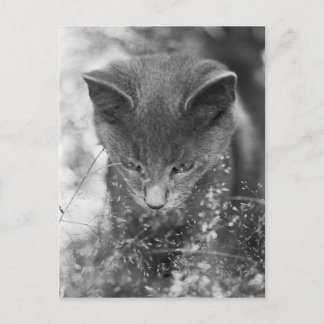 Gray Cat Stalking Postcard