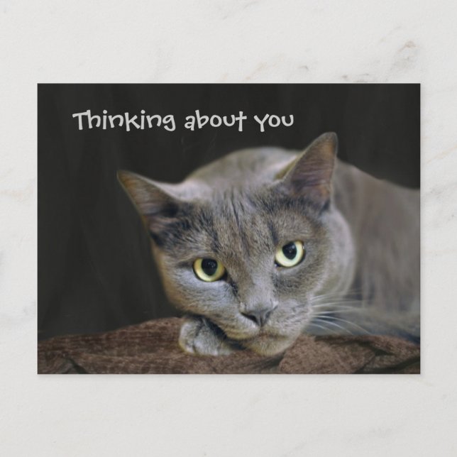 Gray cat thinking about you postcard (Front)