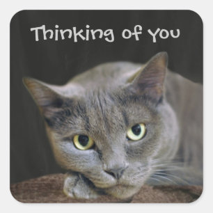Gray cat thinking of you square sticker