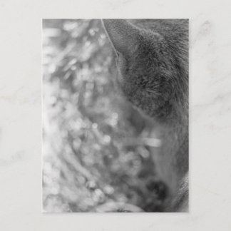 Gray Cat Watching Postcard