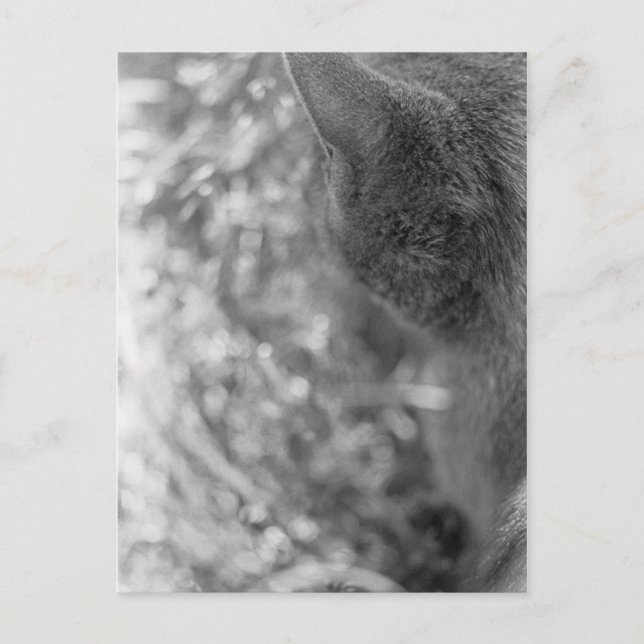 Gray Cat Watching Postcard (Front)