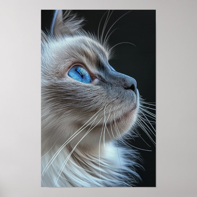 Gray cat with blue eyes poster (Front)