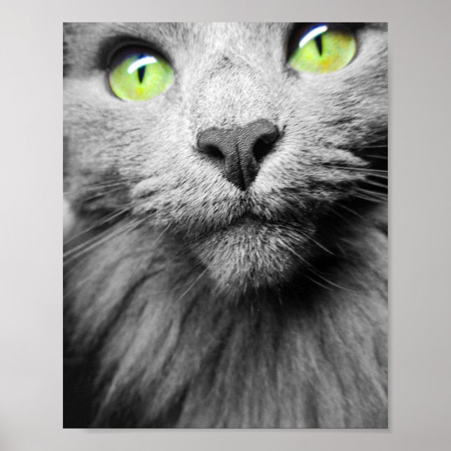 Gray Cat with Bright Green Eyes Poster (Front)