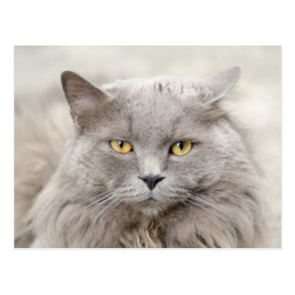 Gray Cat with Green Eyes Postcard