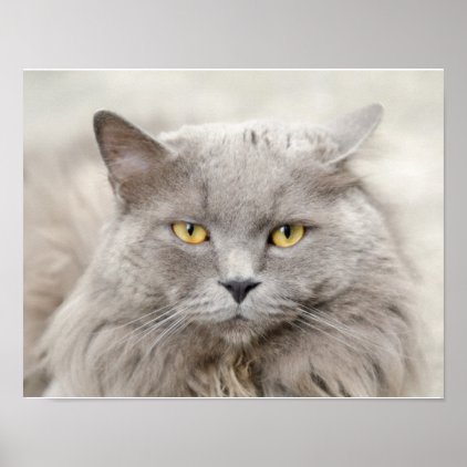 Gray Cat with Green Eyes Poster