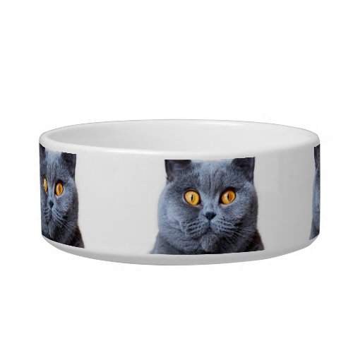 Gray cat yellow eyes bowl
