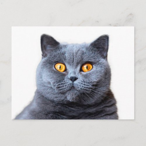 Gray cat yellow eyes postcard