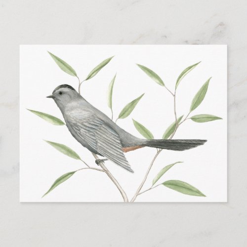 Gray Catbird Bird Art Postcard