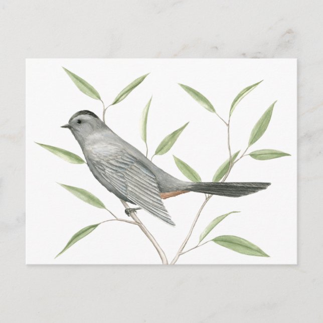 Gray Catbird Bird Art Postcard (Front)