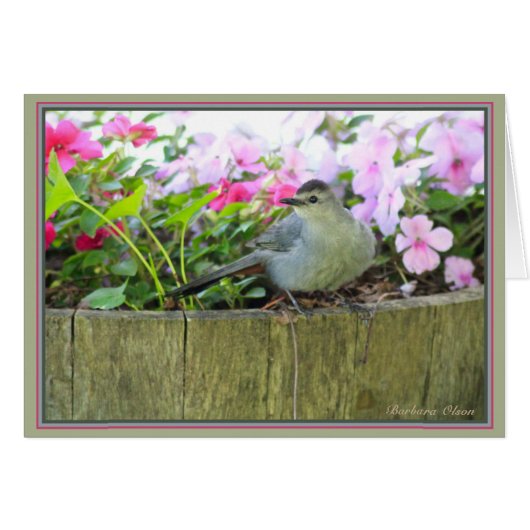 Gray Catbird Cards (Front Horizontal)