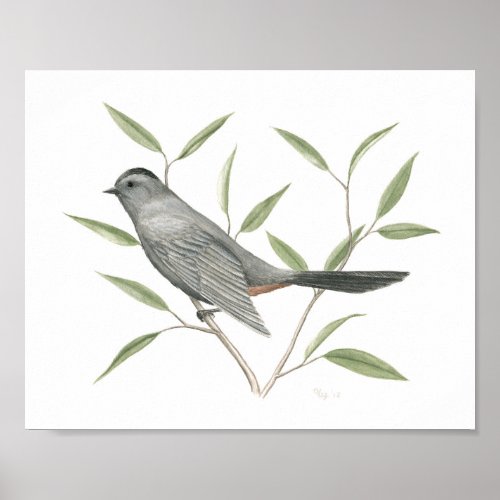 Gray Catbird Fine Art Print