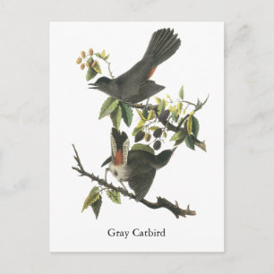 Gray Catbird, John Audubon Postcard
